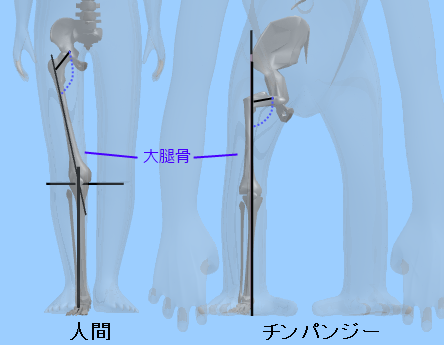 人間とチンパンジーの大腿骨の違いは３.png