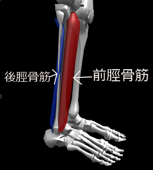 前脛骨筋と後脛骨筋2.png