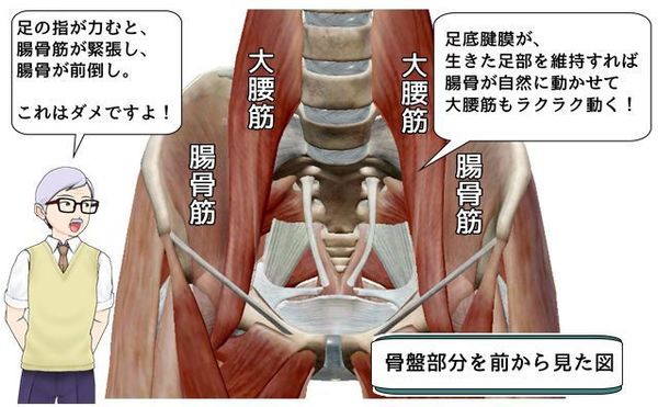 大腰筋と腸骨筋.jpg