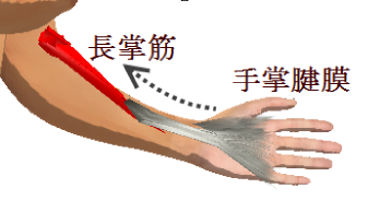 手掌腱膜と長掌筋.png