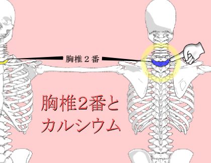 胸椎２番とカルシウム.png