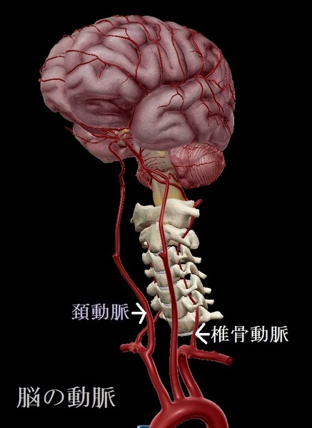 脳の動脈.jpg