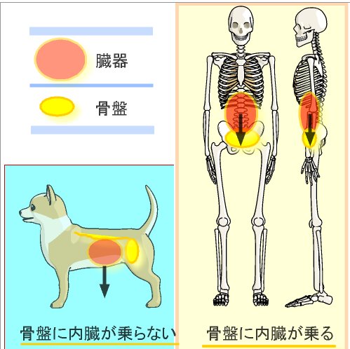 犬と人の内臓の支えの違いとは.png