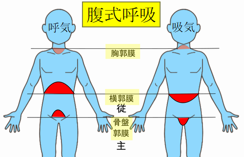 腹式呼吸上の３つの隔膜の動きの特徴.png