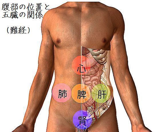 腹部の位置と五臓の関係（難経）.jpg