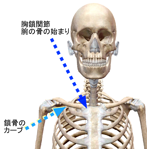 鎖骨のカーブは骨折しやすい構造でもある.png