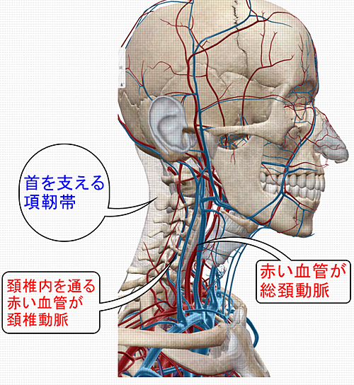 頭部血管と項靭帯.png