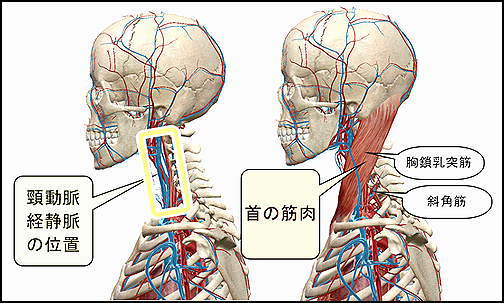 首の筋肉と頚部血管の位置.png